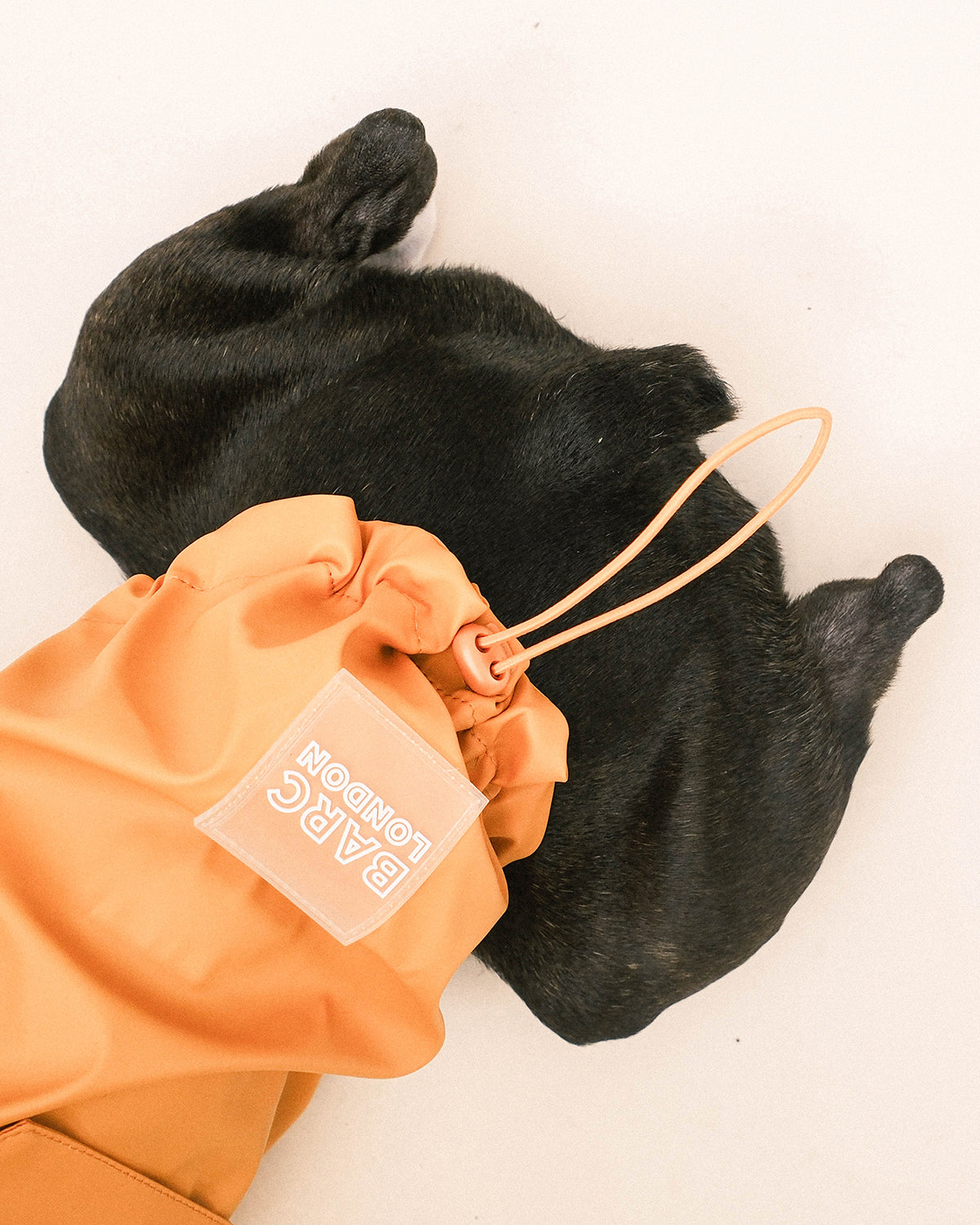 Orange Dog Raincoat
