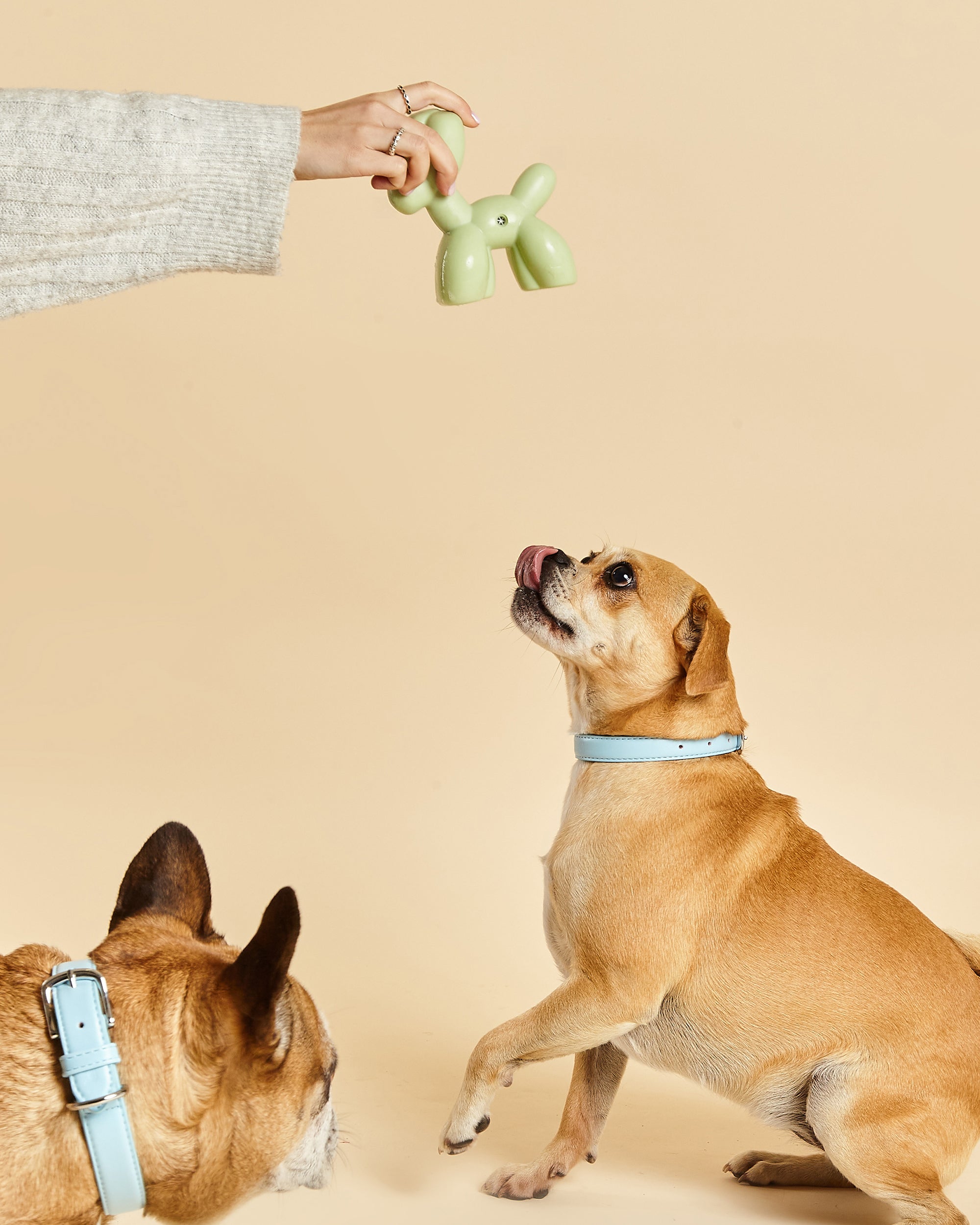 Balloon Squeaky Dog Toy