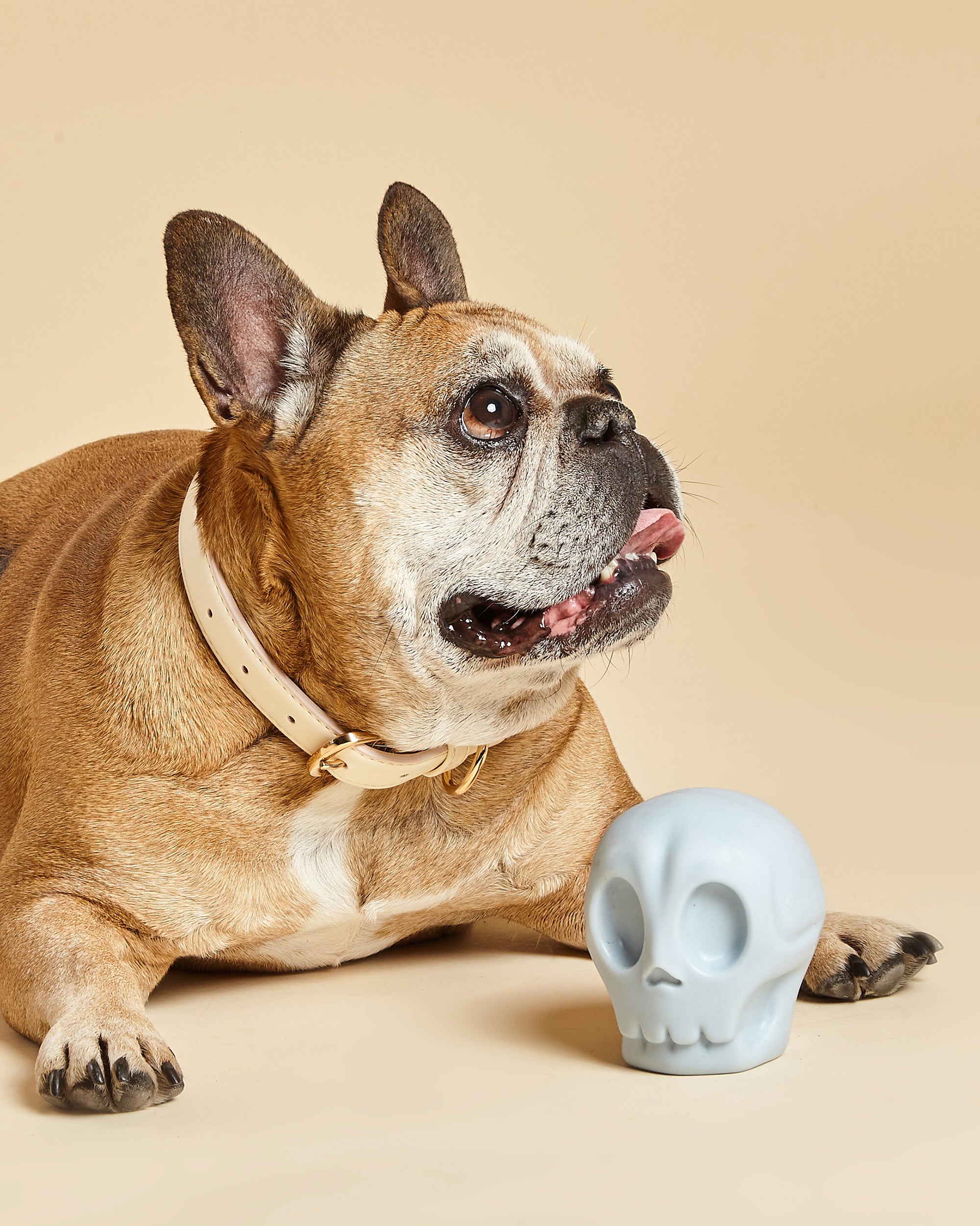 Skully Squeaky Dog Toy