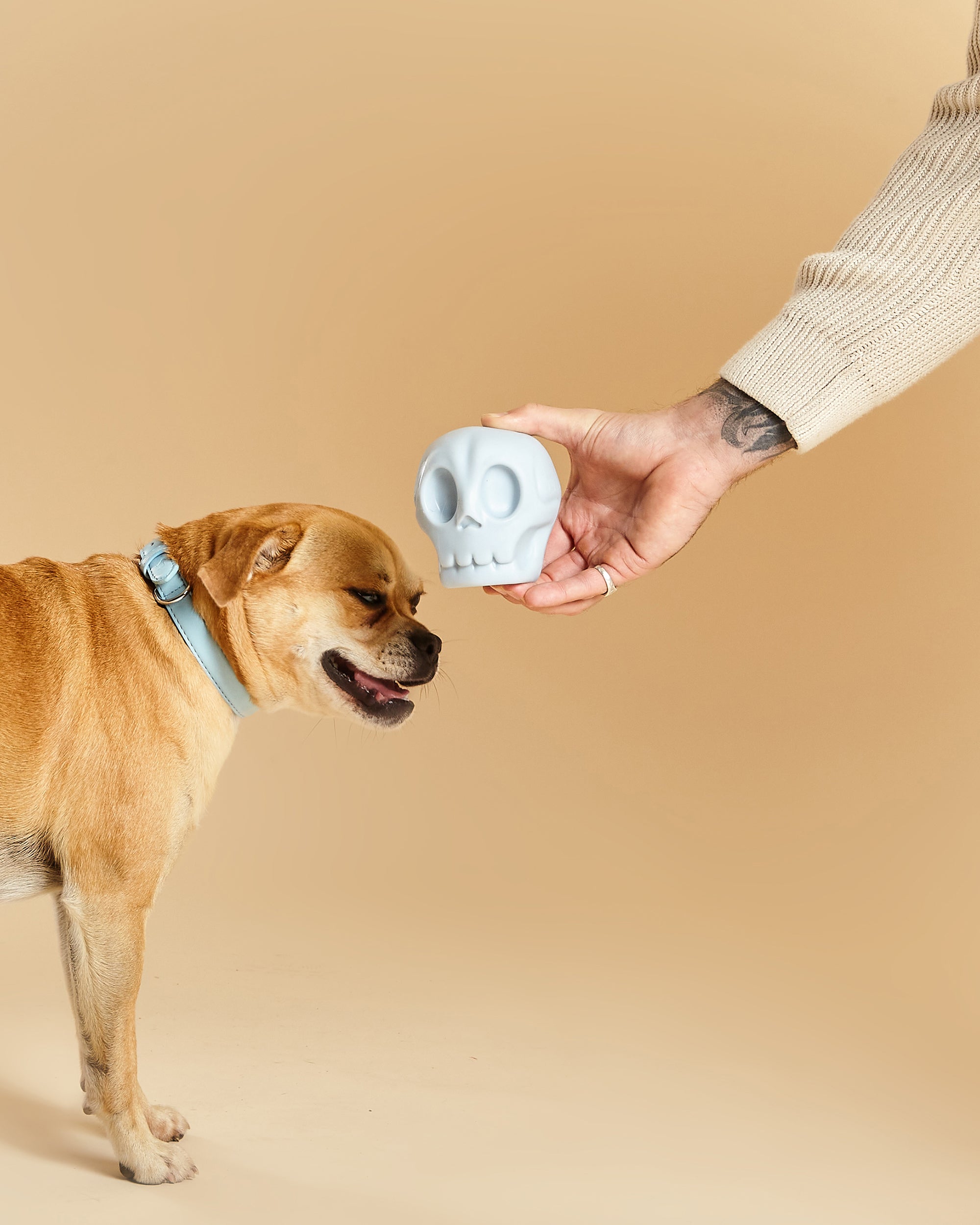Skully Squeaky Dog Toy