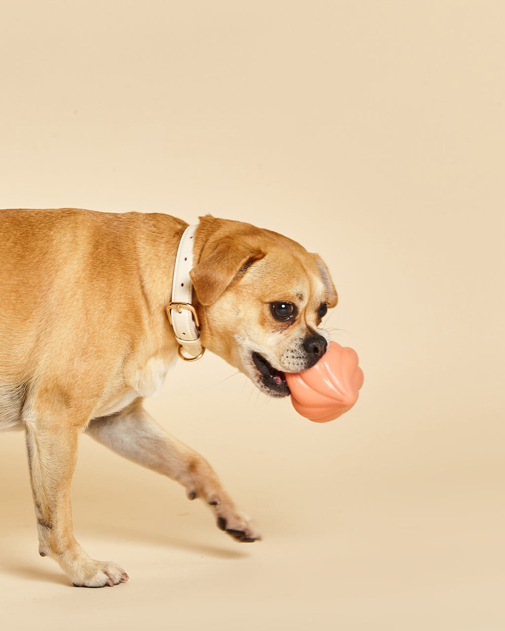 Whippy Squeaky Dog Toy
