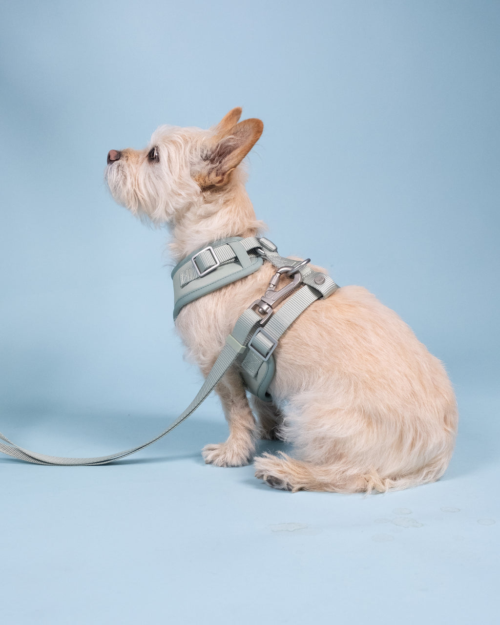 Pistachio Green Essential Adjustable Lead
