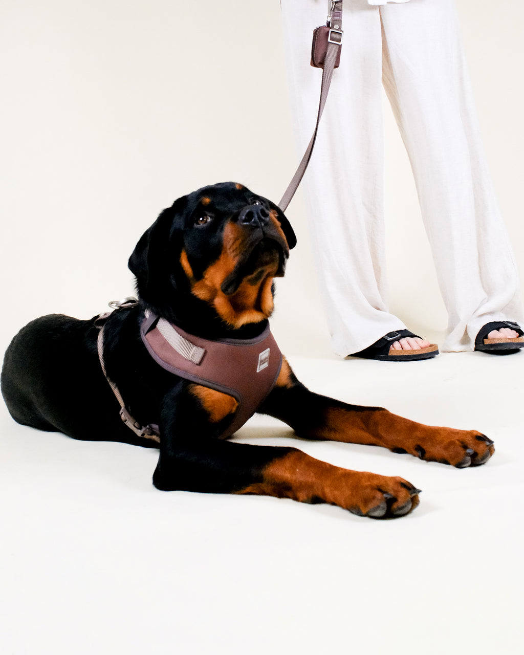 Russet Brown Easy Fit Dog Harness