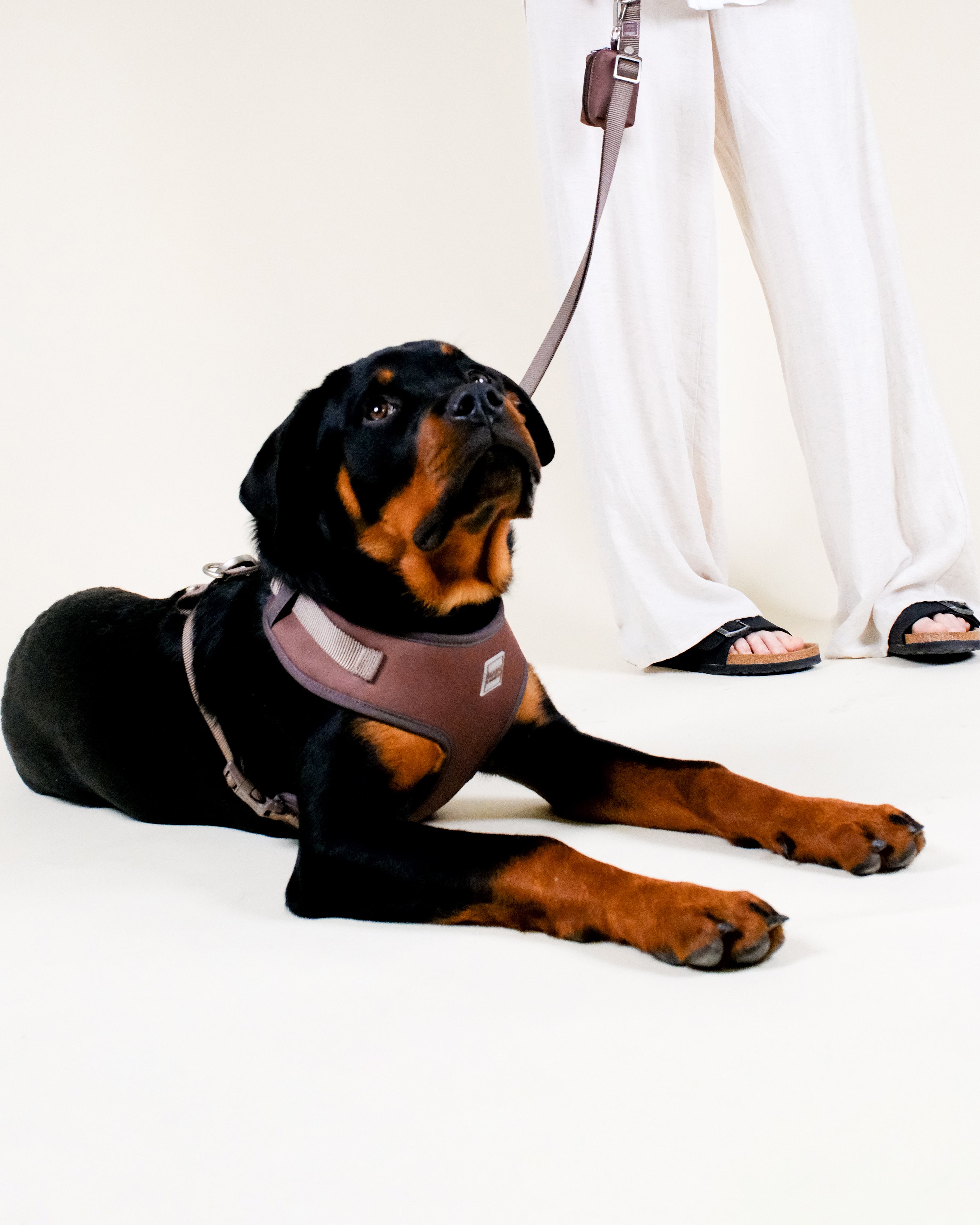 Russet Brown Easy Fit Dog Harness