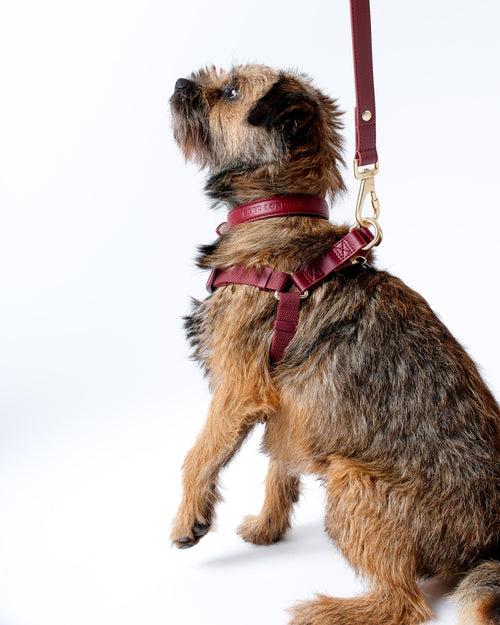 Merlot Red Dog Harness & Lead Set