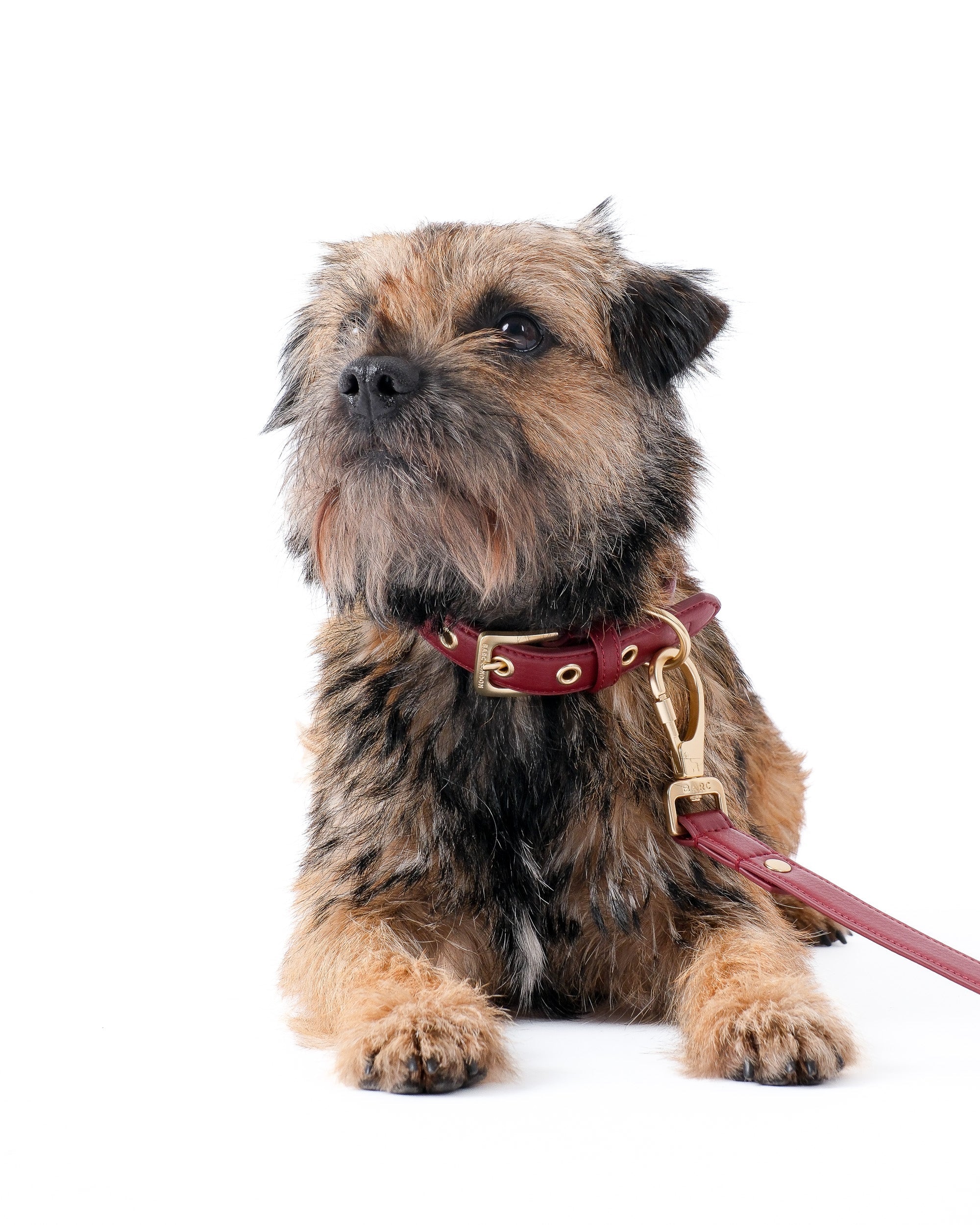 Merlot Red Dog Collar