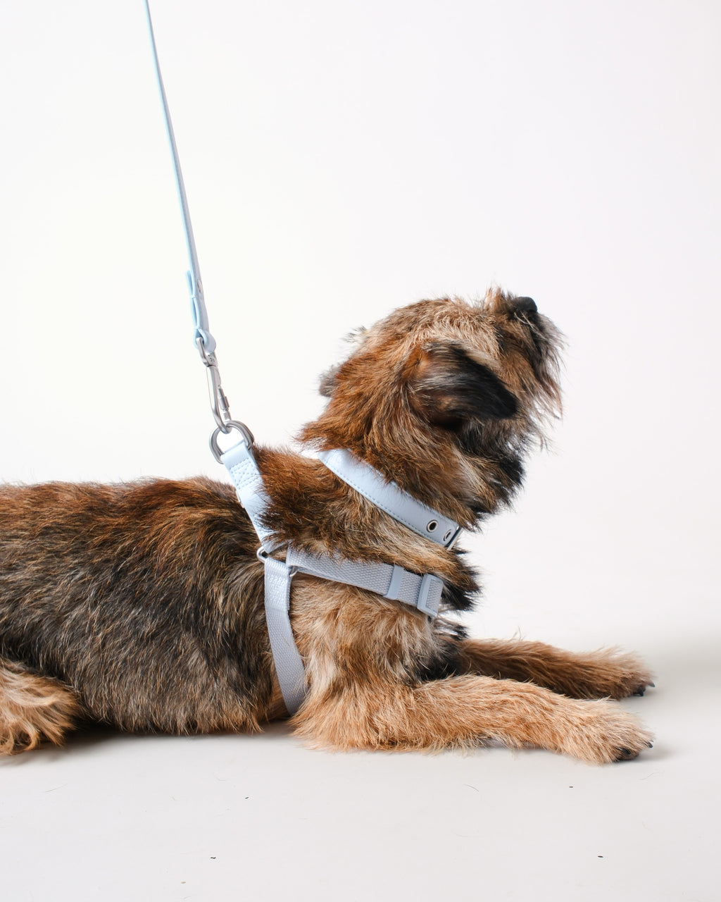 Dusk Blue Dog Harness