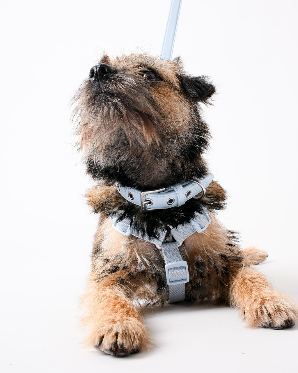 Dusk Blue Dog Harness