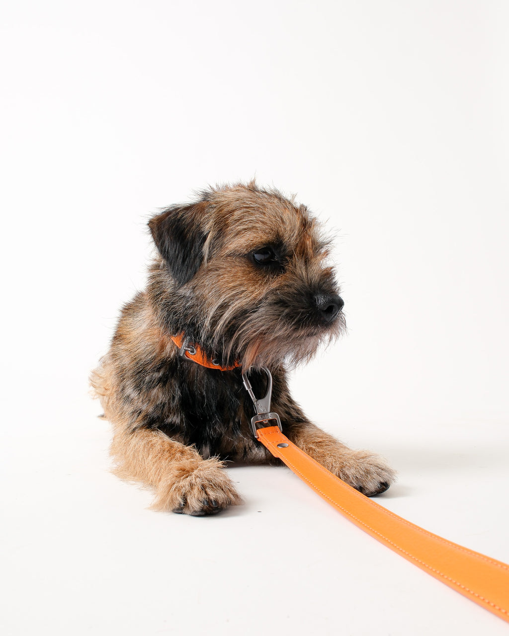 Mandarin Orange Dog Collar & Lead Set