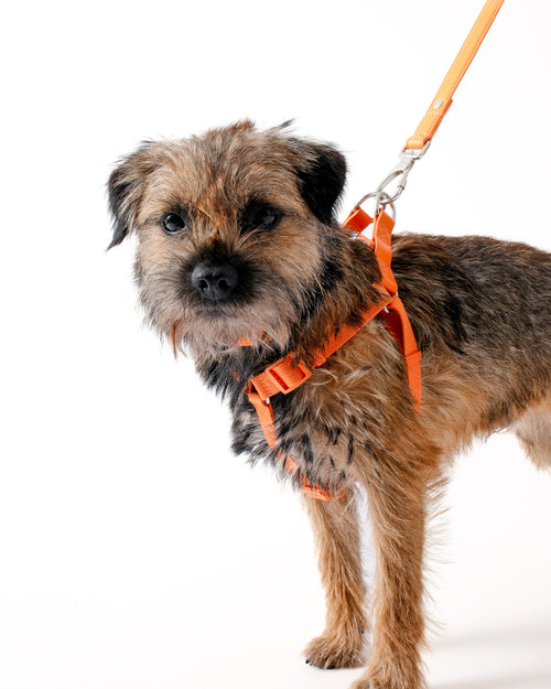 Mandarin Orange Dog Harness & Lead Set