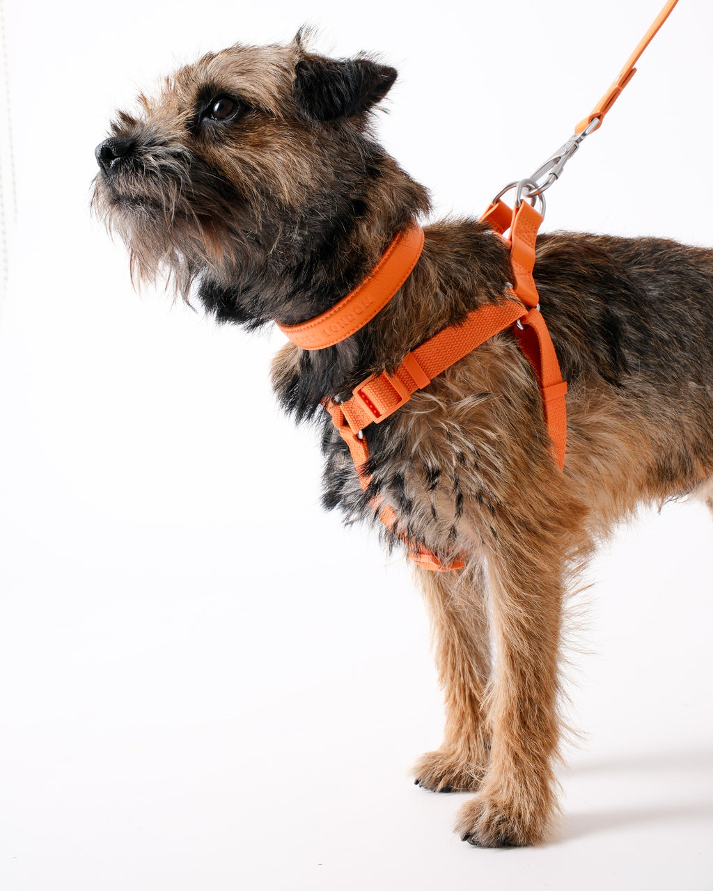 Mandarin Orange Dog Harness