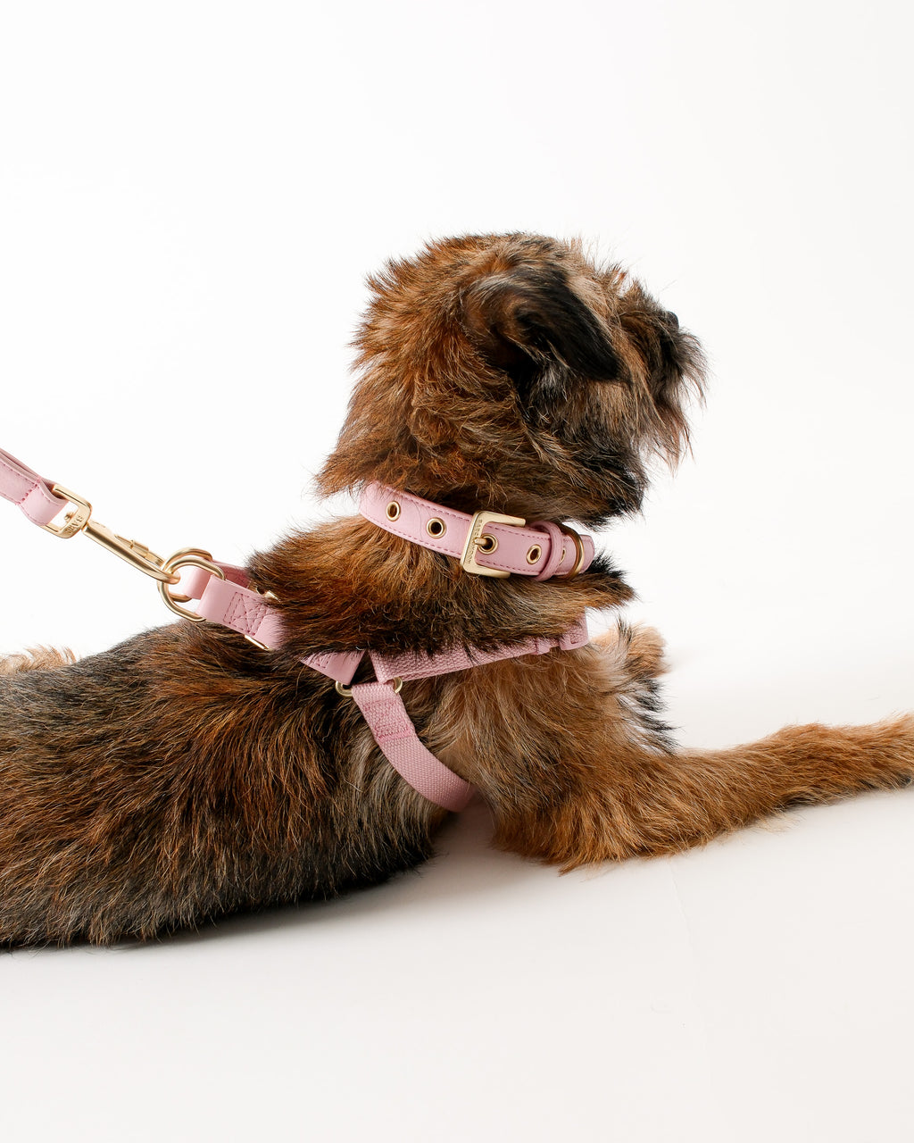 Blush Pink Dog Harness