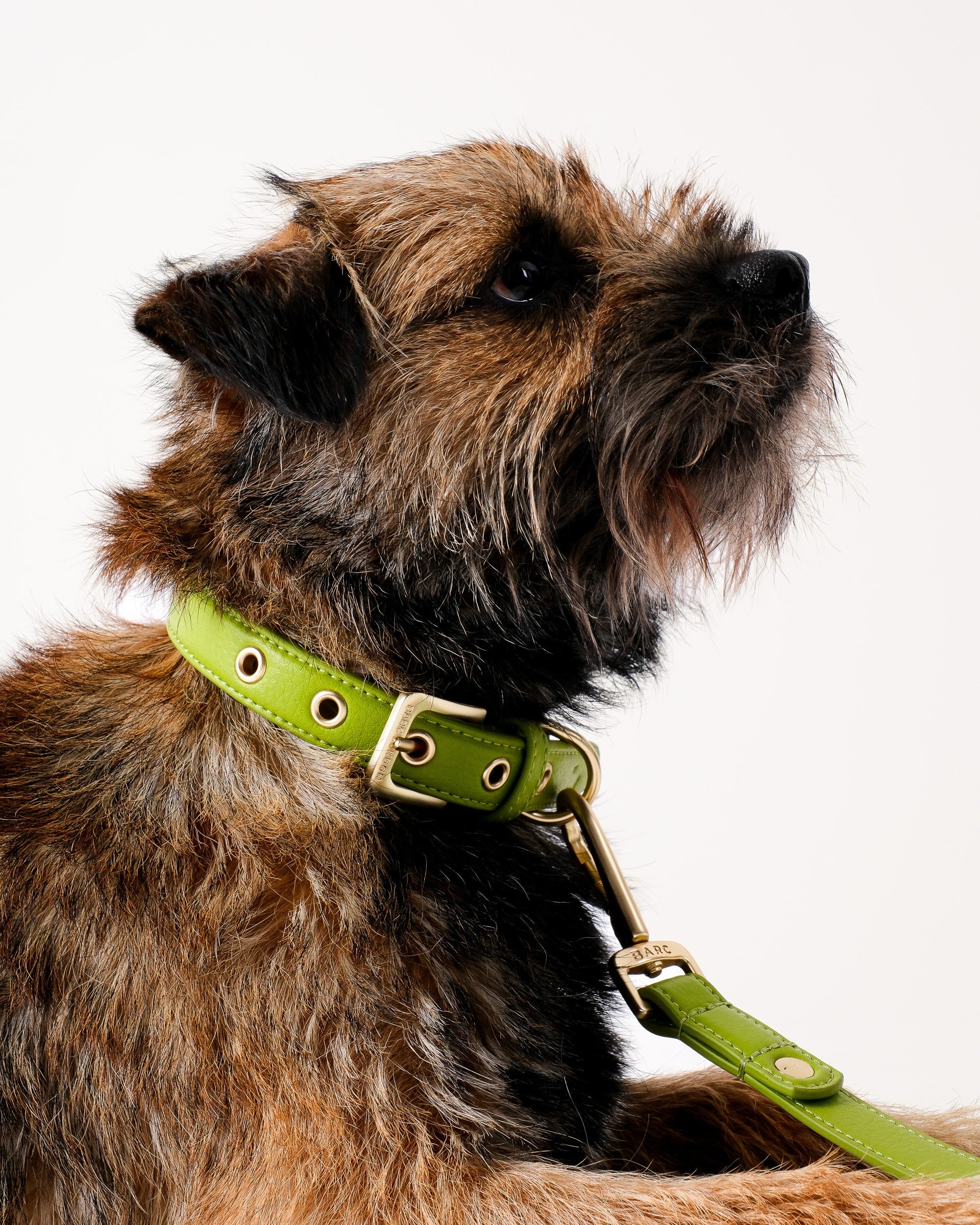 Wasabi Green Dog Collar