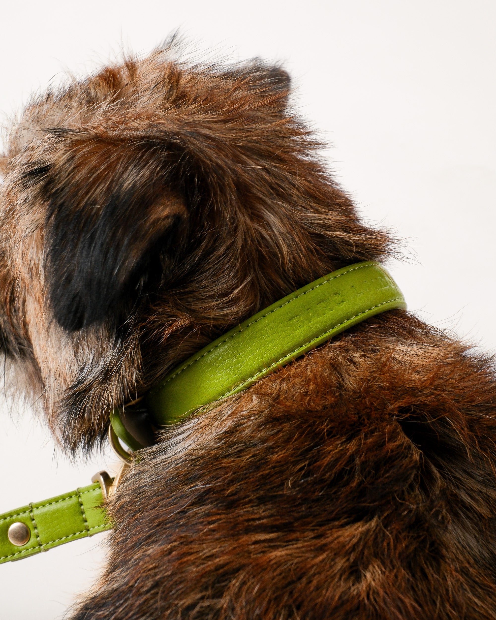 Wasabi Green Dog Collar & Lead Set