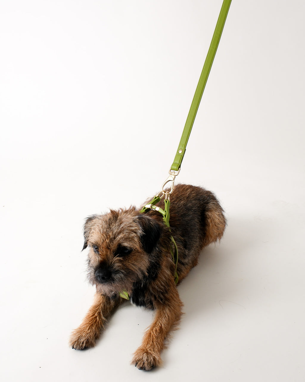 Wasabi Green Dog Harness & Lead Set