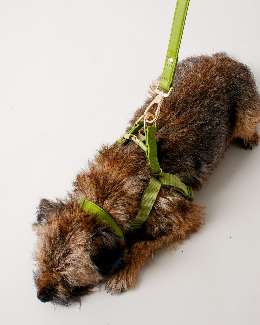 Wasabi Green Dog Harness