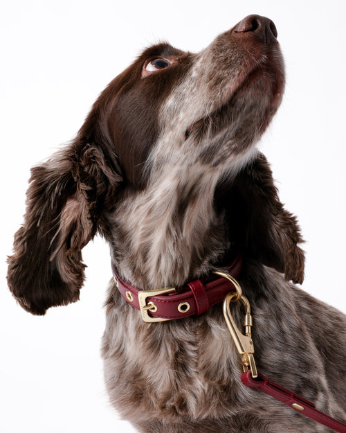 Merlot Red Dog Collar & Lead Set