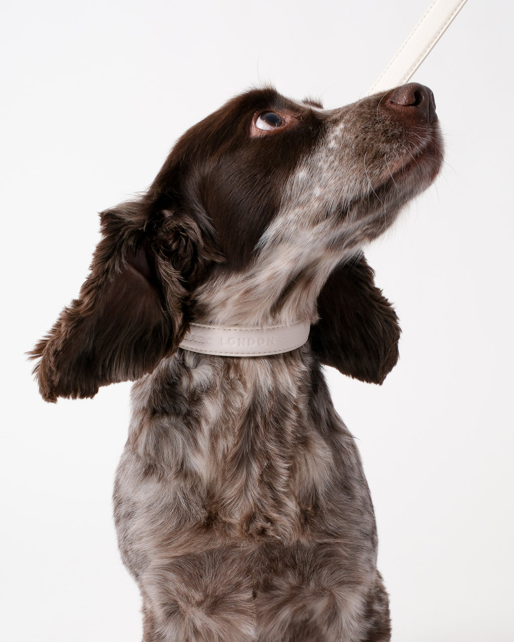 Light Ivory Dog Collar & Lead Set