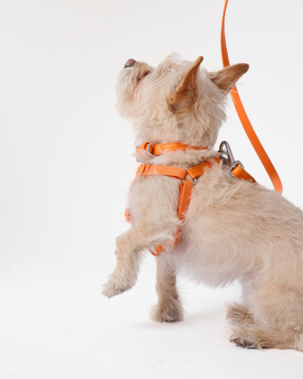Mandarin Orange Dog Harness