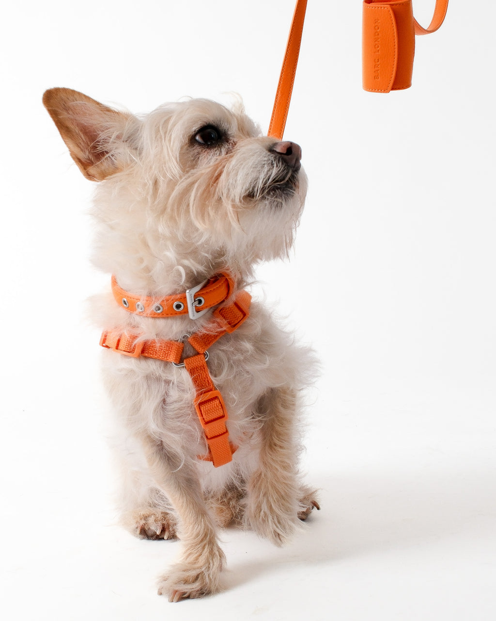 Mandarin Orange Dog Harness