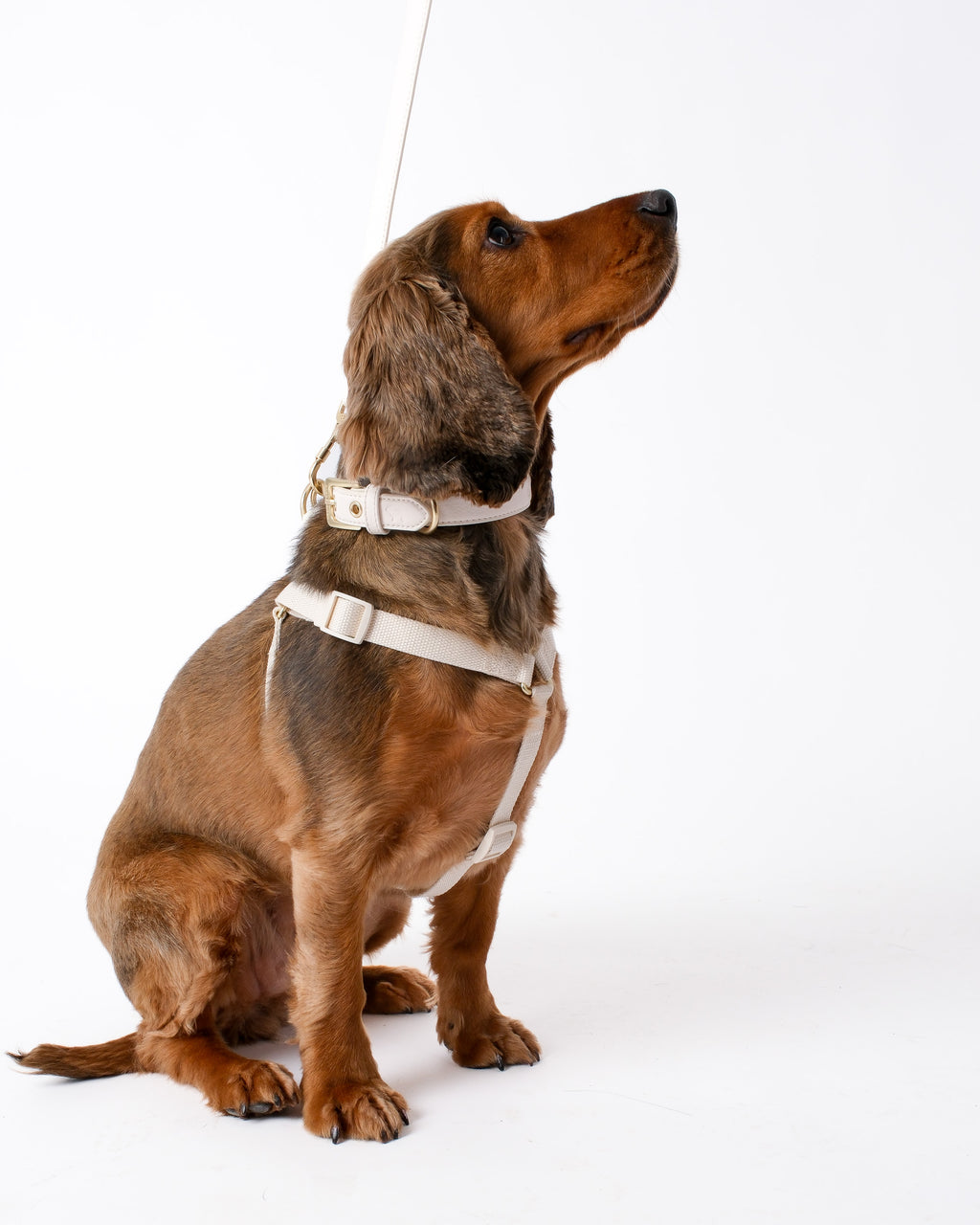 Light Ivory Dog Harness