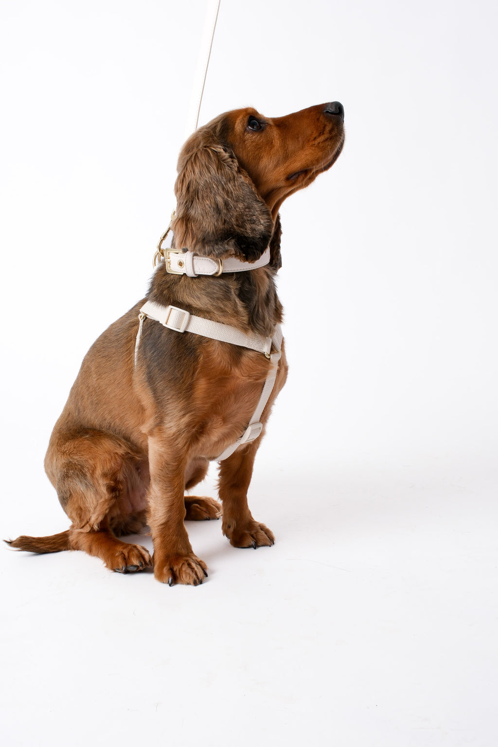 Light Ivory Dog Collar, Harness & Lead Set