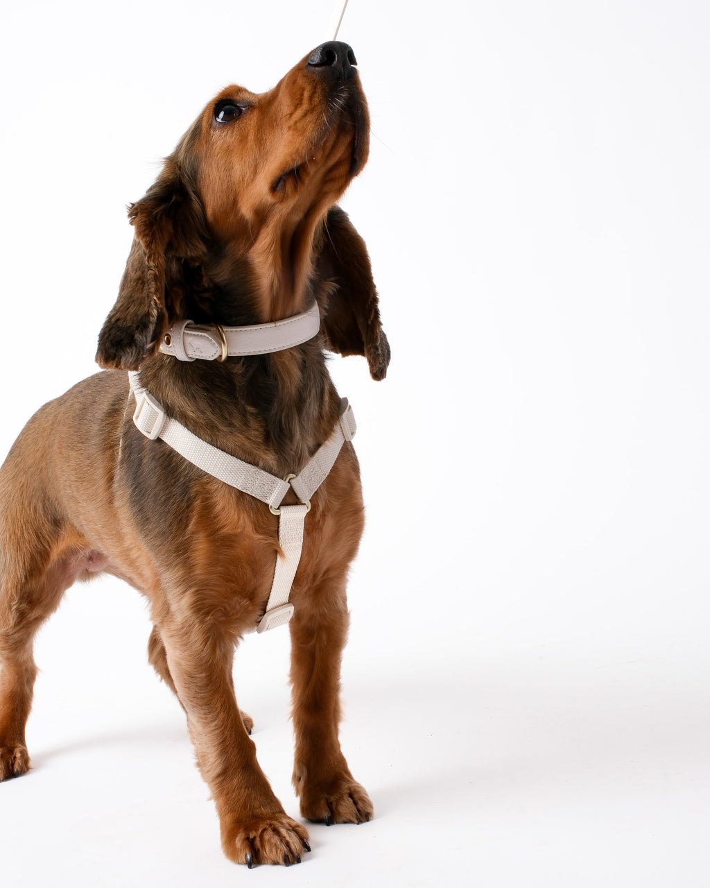 Light Ivory Dog Harness