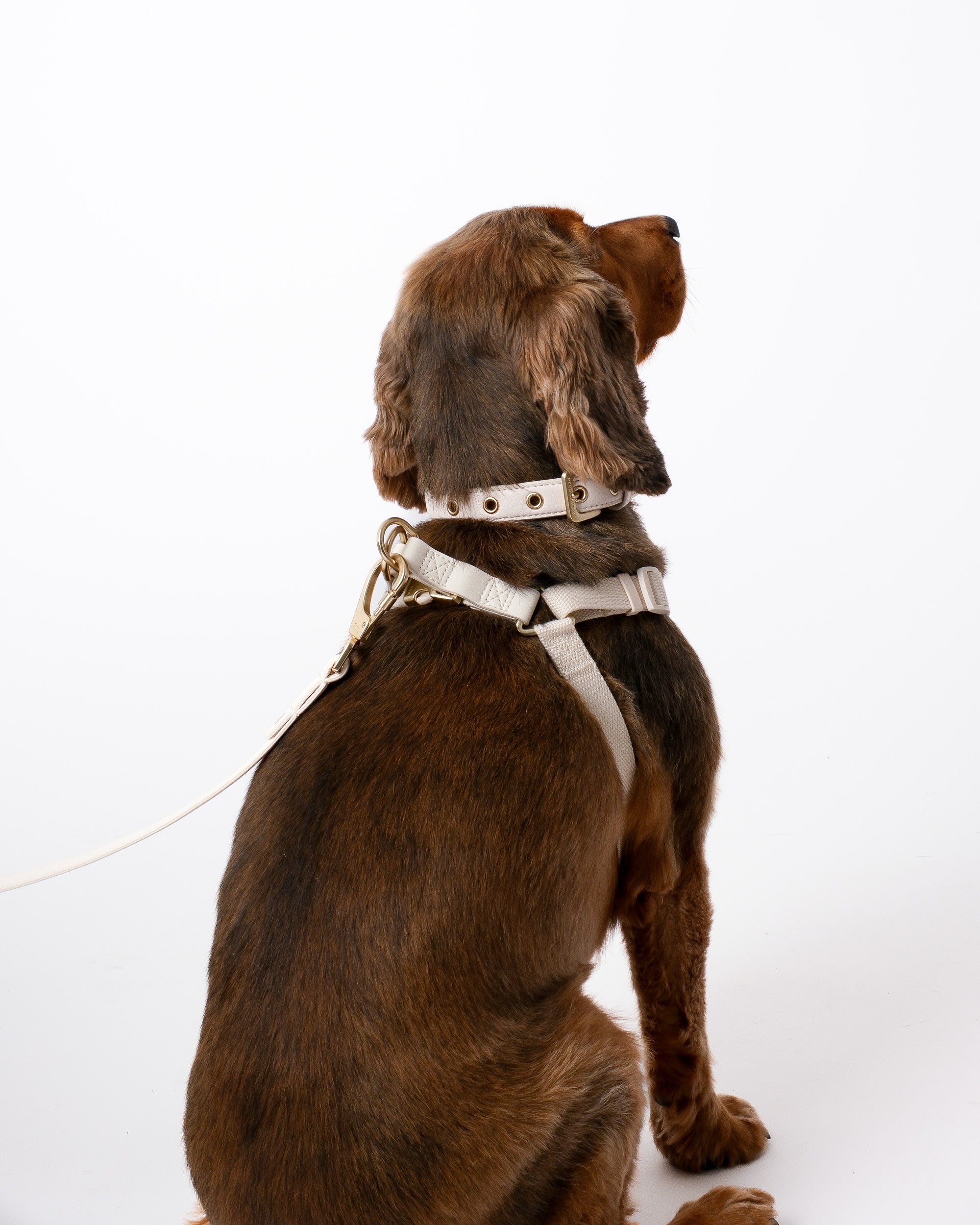 Light Ivory Dog Harness