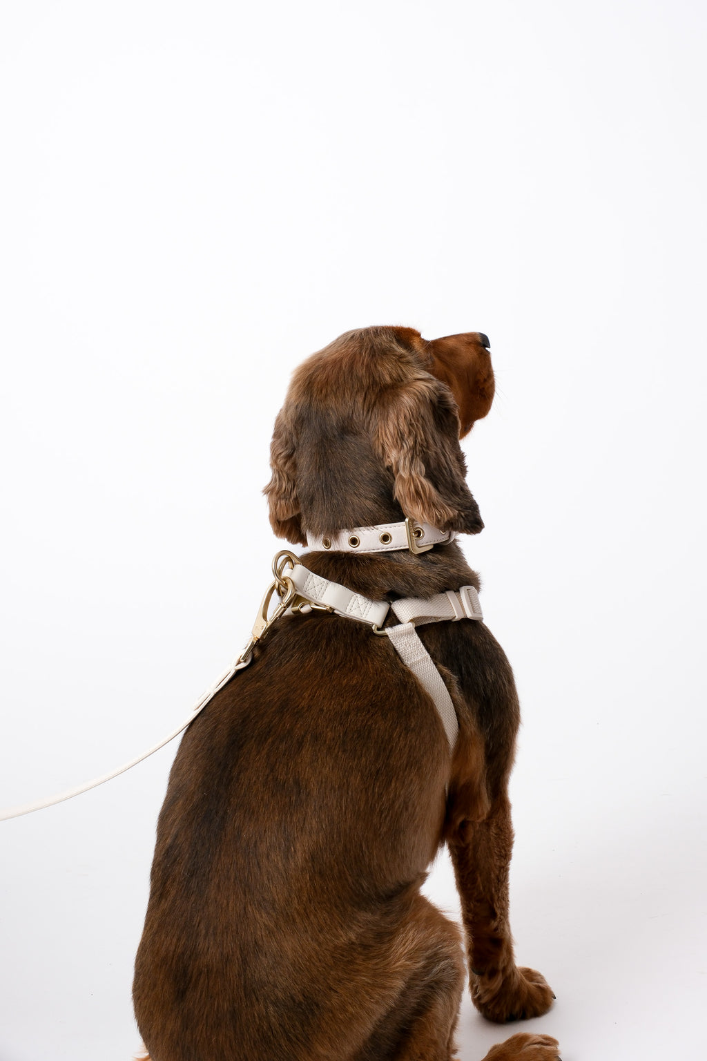 Light Ivory Dog Collar, Harness & Lead Set