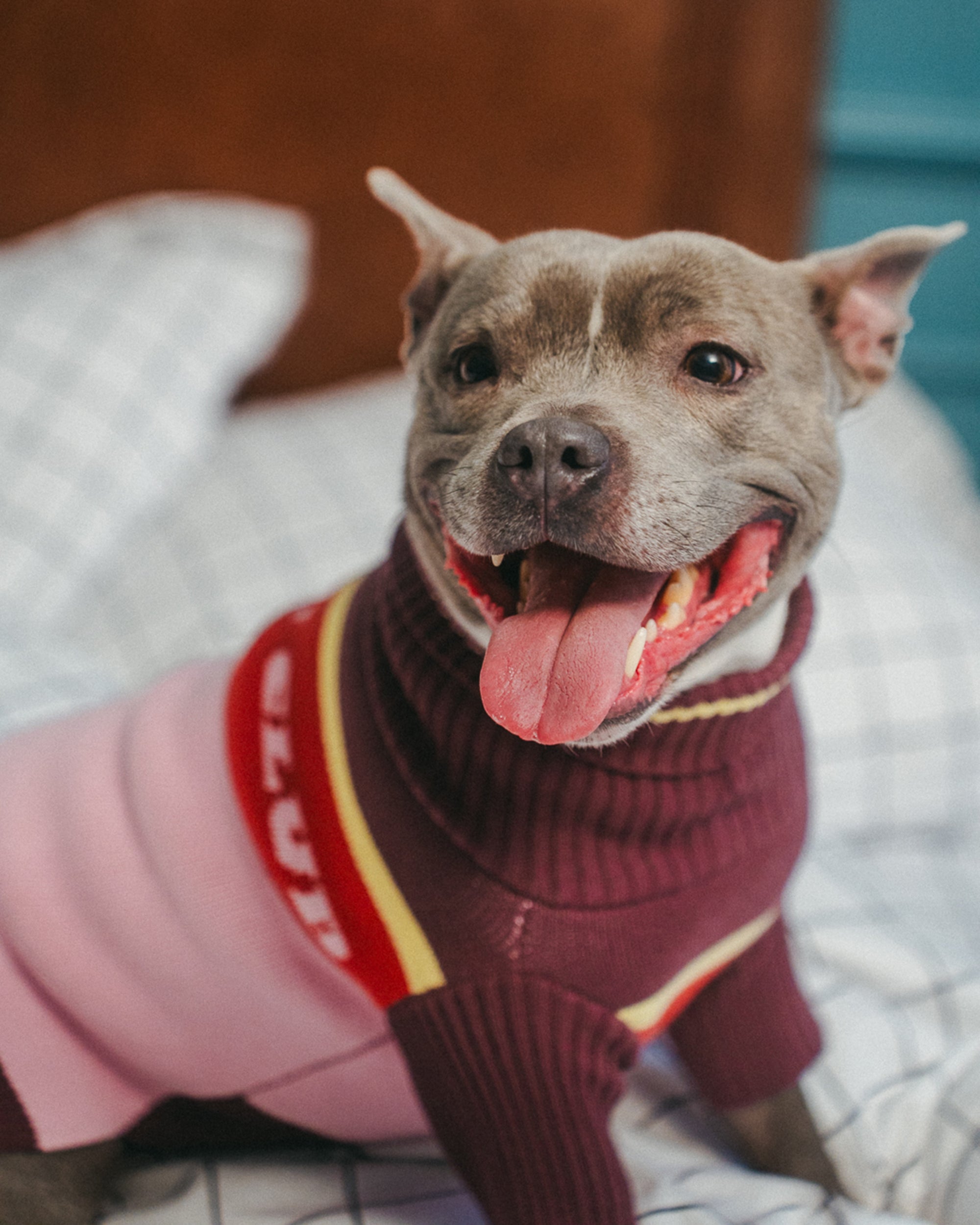 Holiday Club Knitted Dog Jumper, Pink
