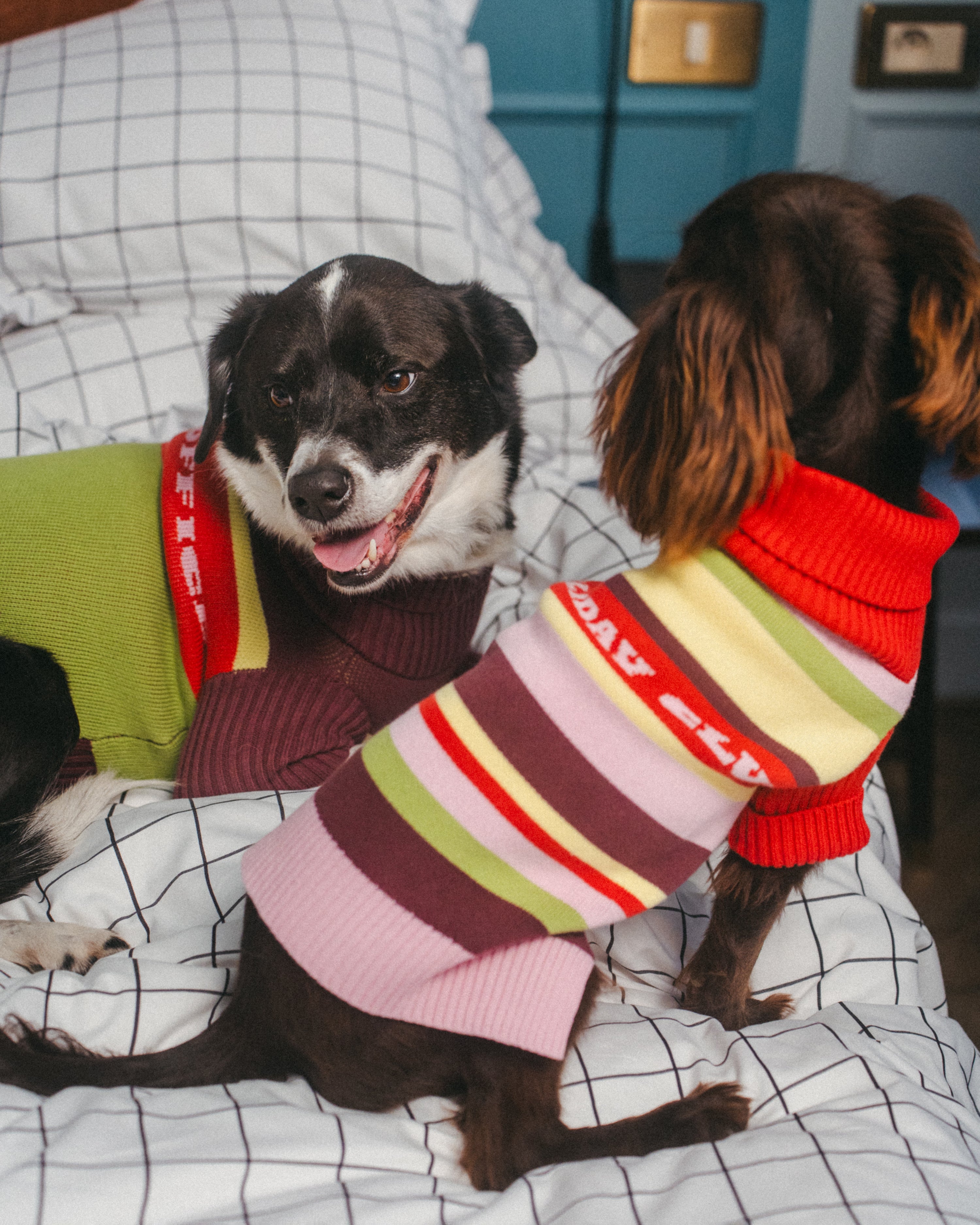 Holiday Club Knitted Dog Jumper, Stripes