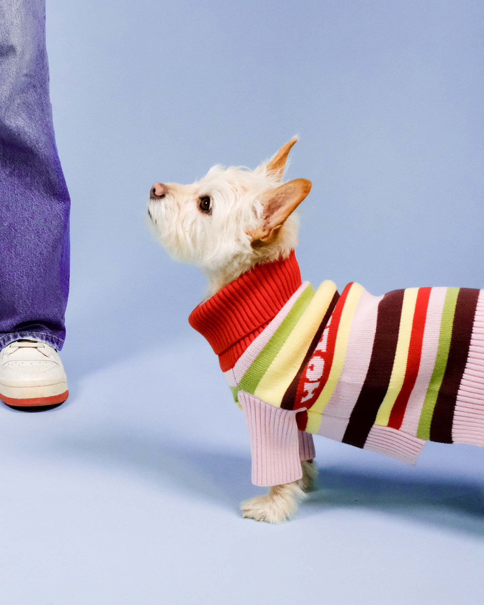 Holiday Club Knitted Dog Jumper, Stripes