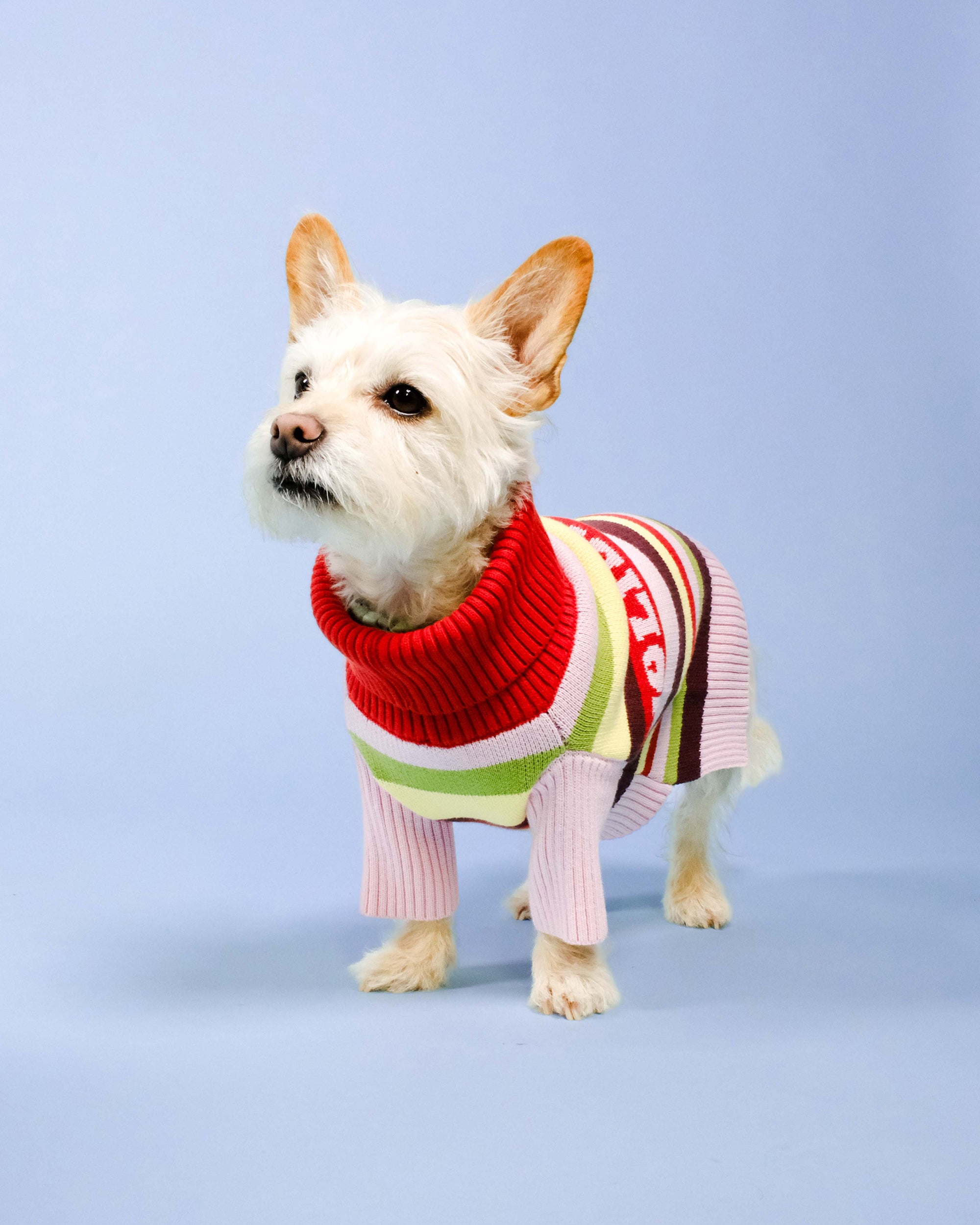 Holiday Club Knitted Dog Jumper, Stripes
