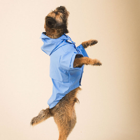 Blue Dog Raincoat