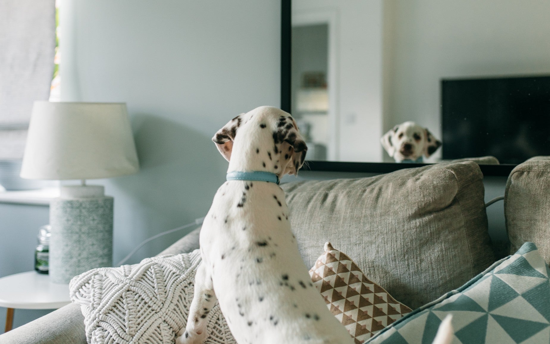 A FREE Expert Guide to Bringing a Puppy Home Barc London