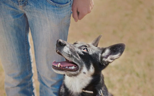 Dog Training Blog. Photo Credit: Malamooshi, Canva
