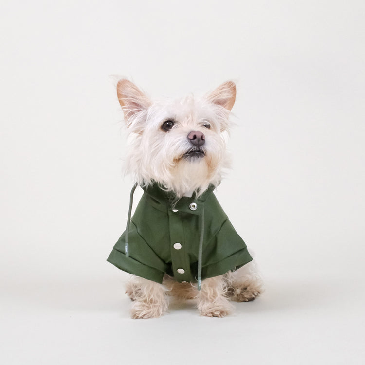 barc london dog raincoat, worn by a small terrier in the colour green