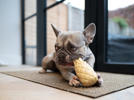 Best French Bulldog Accessories for Frenchies | Barc London