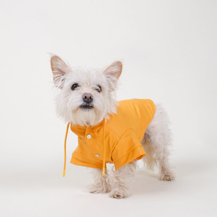 barc london dog raincoat, worn by a small terrier in the colour orange