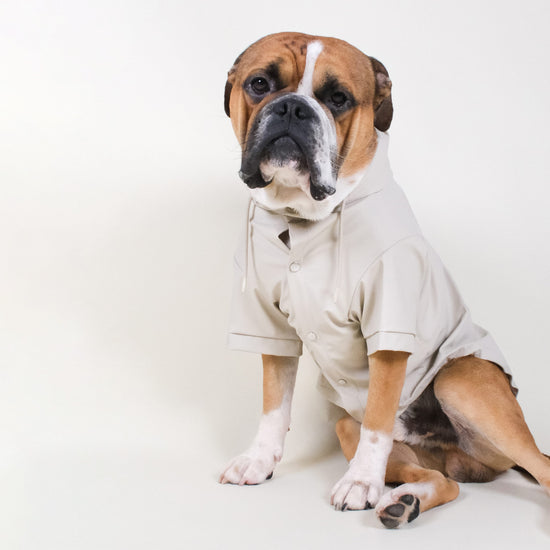 barc london dog raincoat, worn by a boxer in the colour stone