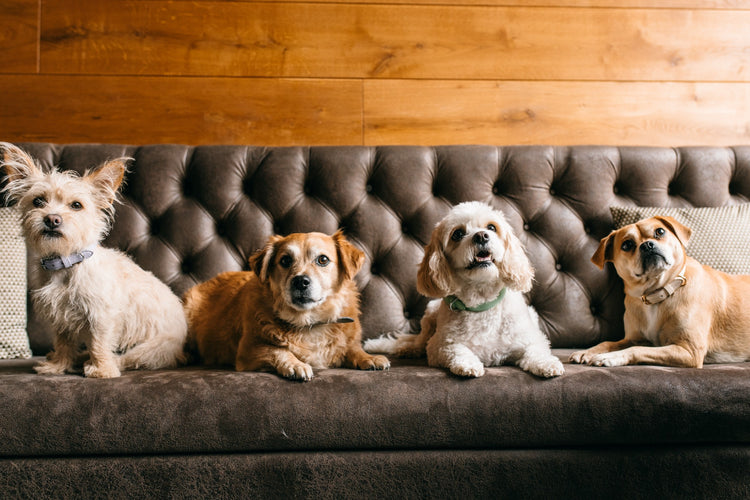 Four Dogs Wearing Different Types of Dog Collars