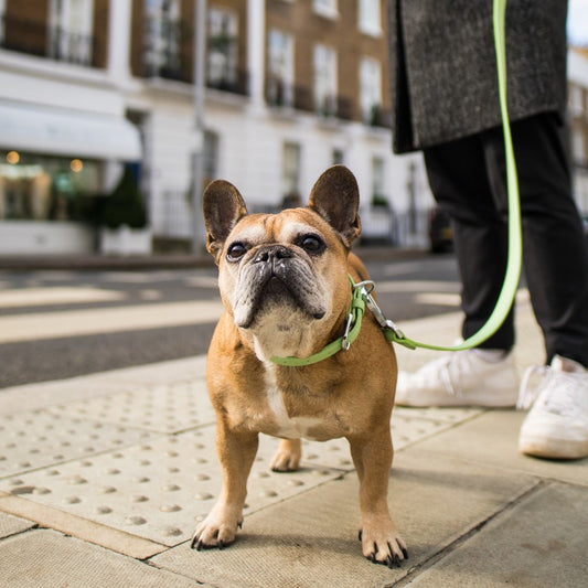 Dog Wearing Green Dog Lead by Barc London