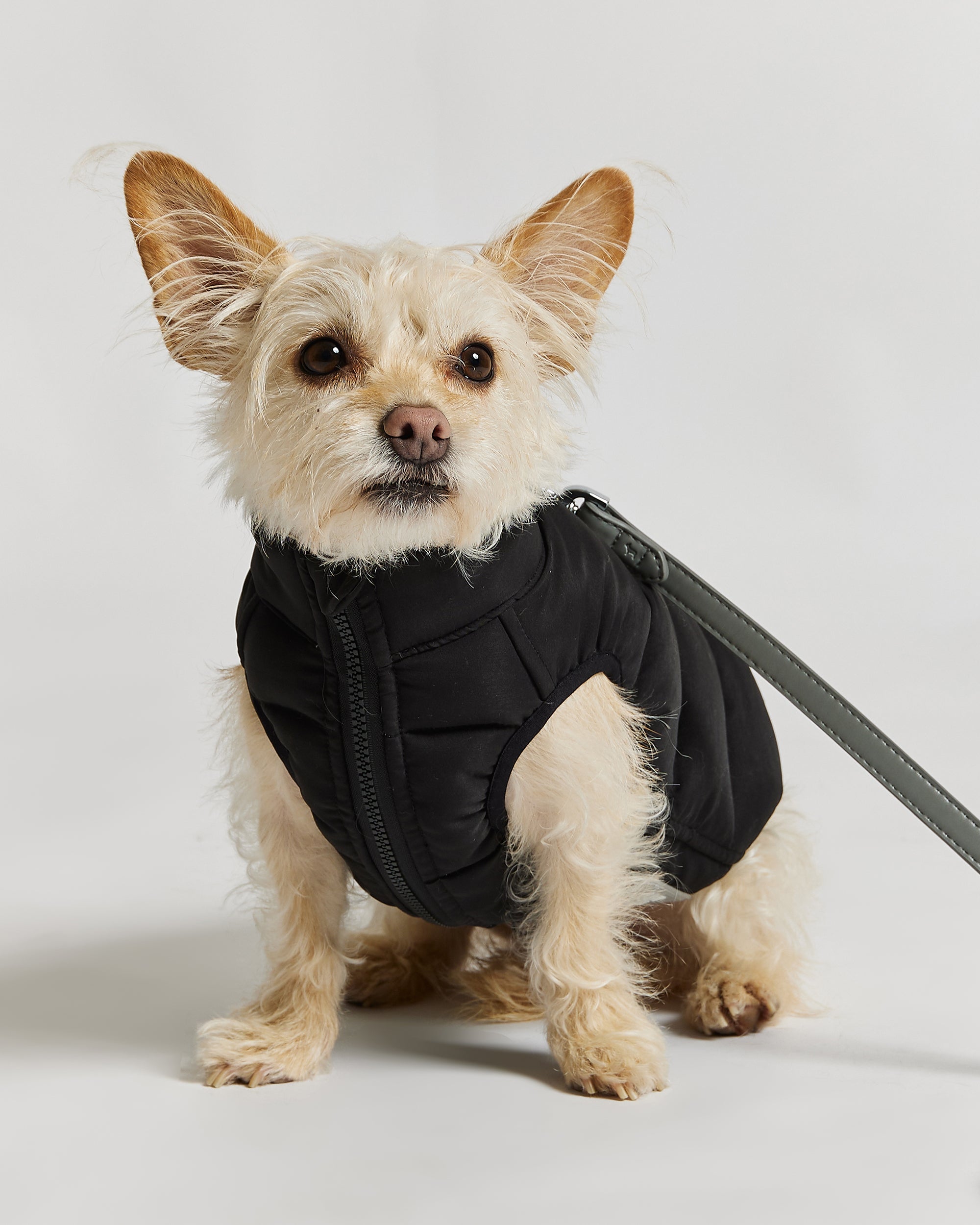 Reversible Dog Puffer Jacket: Black & Off White