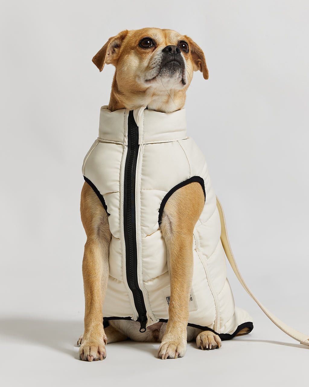 Reversible Dog Puffer Jacket: Black & Off White