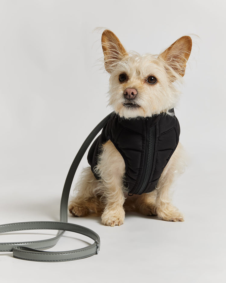 Reversible Dog Puffer Jacket: Black & Off White