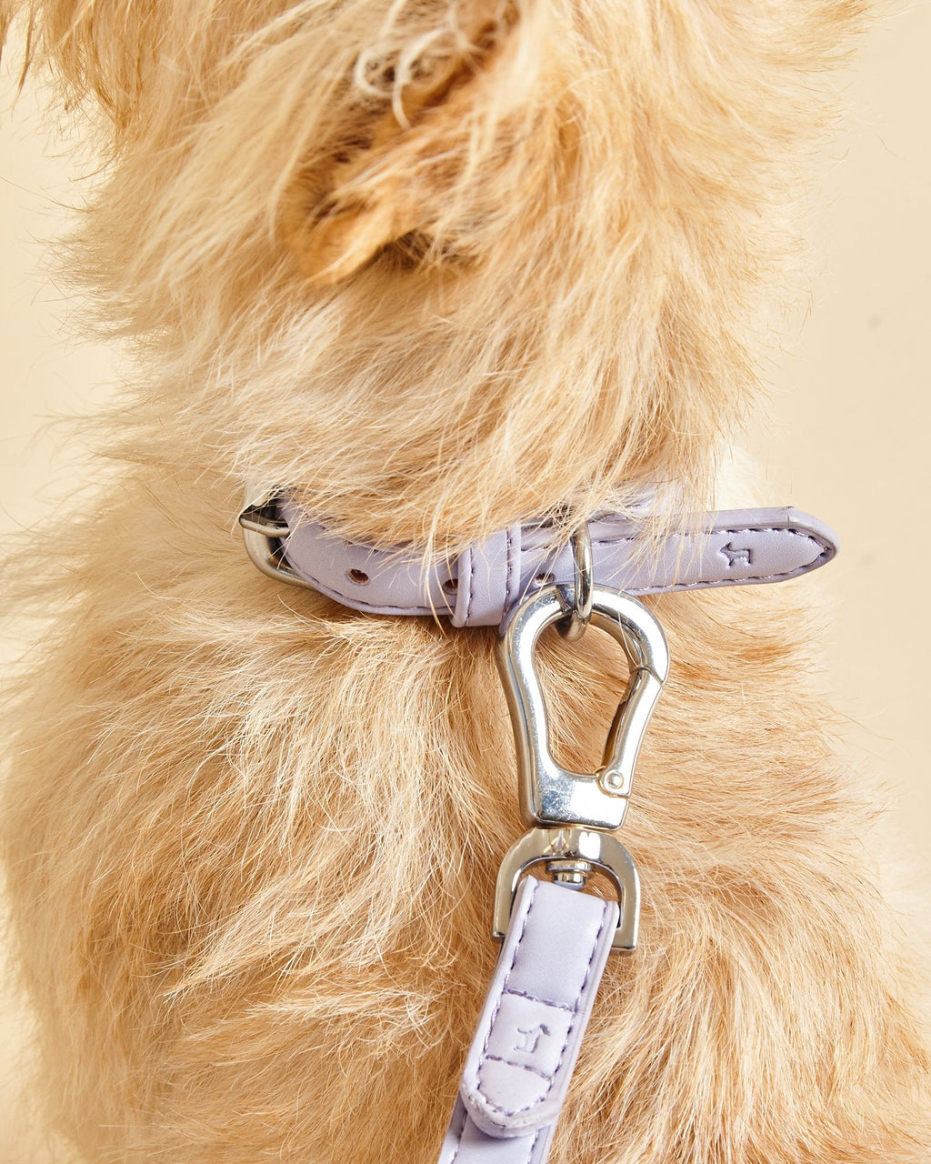 Lilac Dog Collar with Silver Buckles.