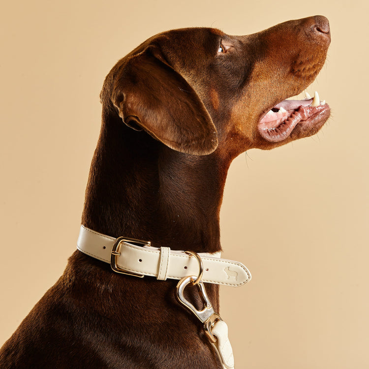 Collar and Lead Set in Light Ivory, by Barc London