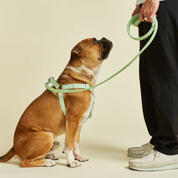 Harness and Lead Set in Lush Green, by Barc London