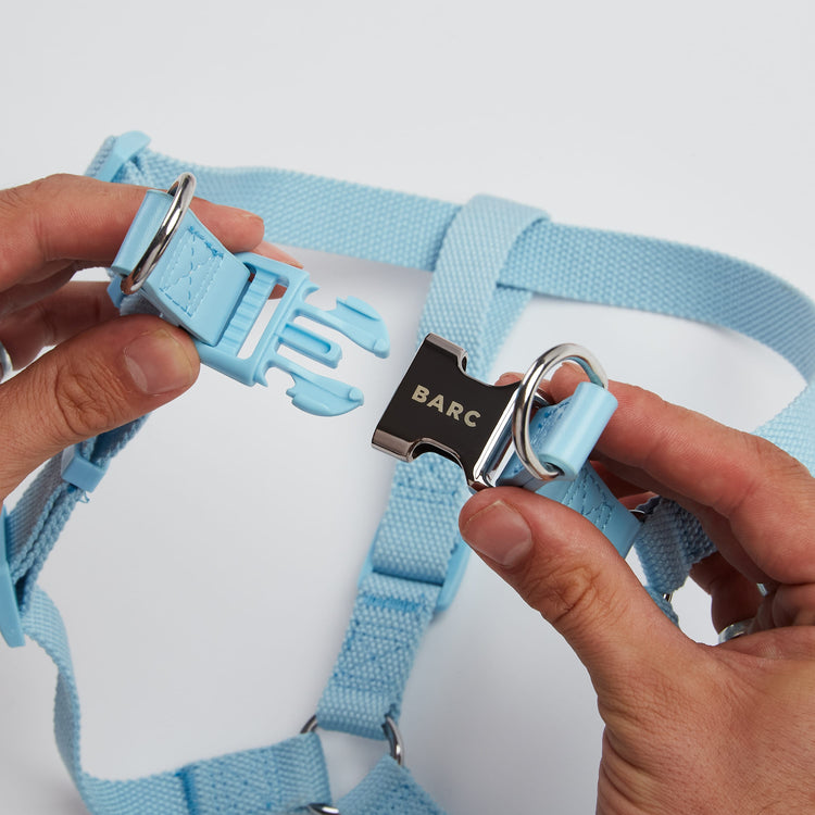 Blue Dog Harness with Matching Chrome Lead Attachment