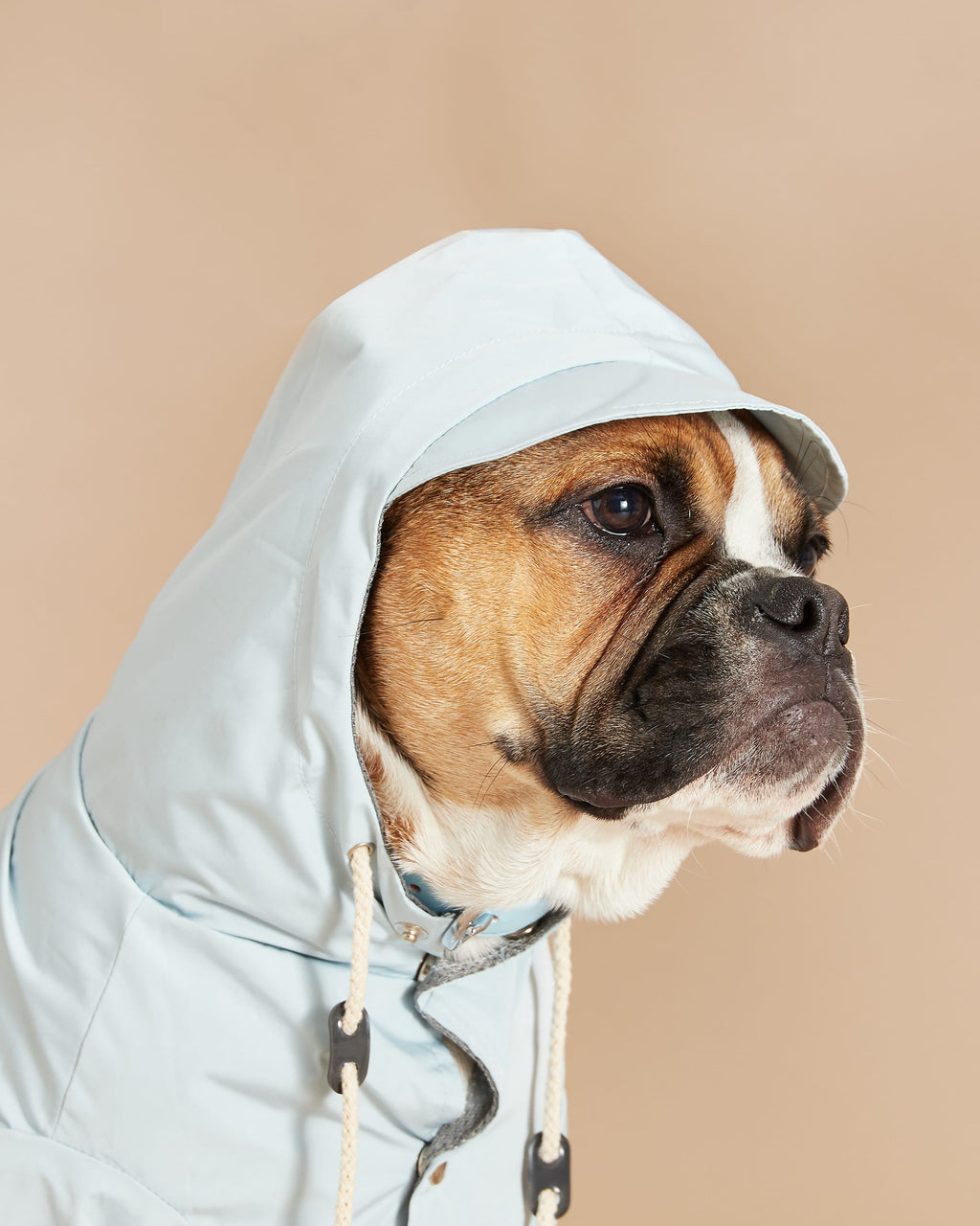 Dog Wears A Blue Dog Raincoat With Peaked Hood
